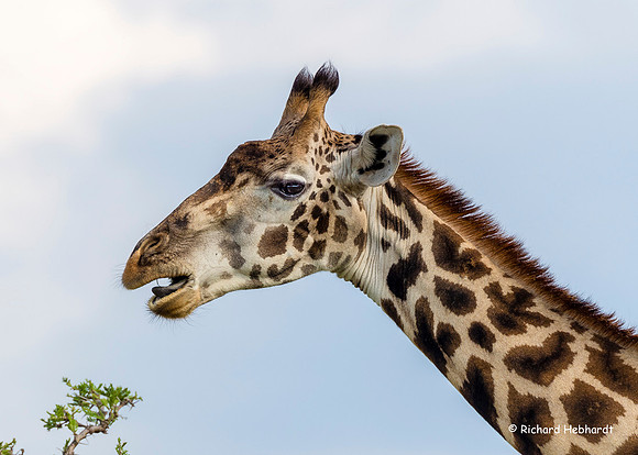 Giraffe Profile MM-06