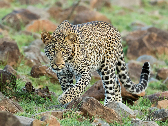 Stalking Her Prey MM-04
