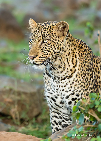 Female Leopard MM-01