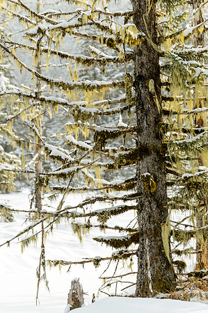 Winter Scene, AK-L-150