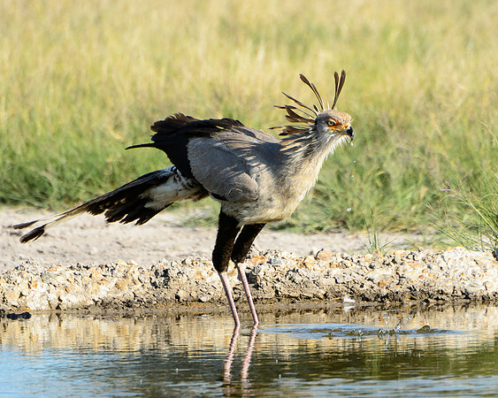 Secretary Bird, AF-BD-232