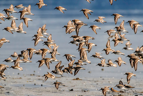 Western Sandpipers, BD-AK-117