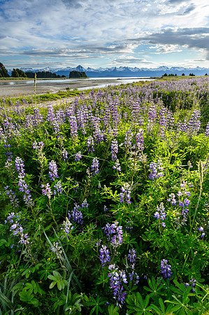 Lupine Field, Eagle River, RW-120