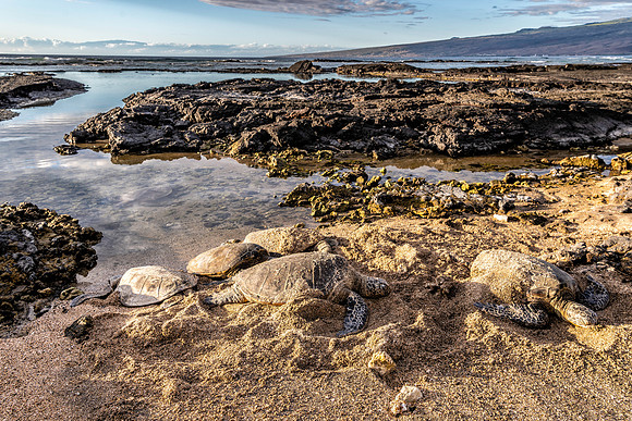 Green Sea Turtles, Puako Bay, BI-01