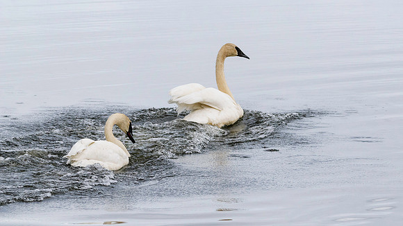 Trumpeter Swans, BD-AK-101