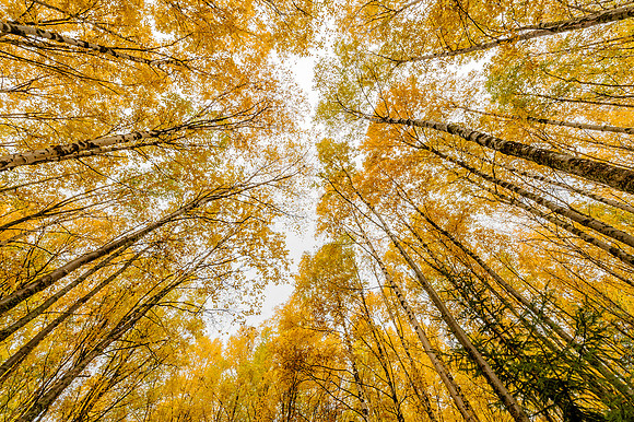 Fall Canopy, AK-L-152