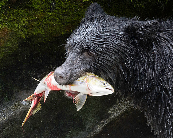 Anan Creek Black Bear, AK-W-120