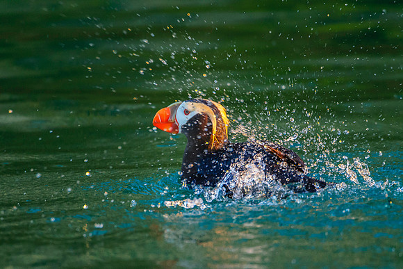 Puffin, BD-AK-112