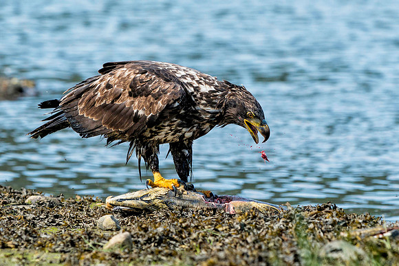 Immature Bald Eagle, BD-AK-108