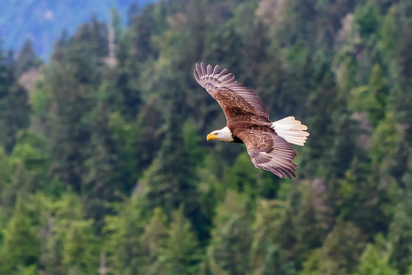 Eagle In Flight, BD-AK-111