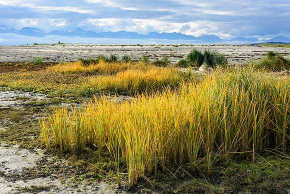 Tall Grass, AK-L-143