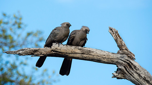 Grey Go-Away Birds, BD-AF-107