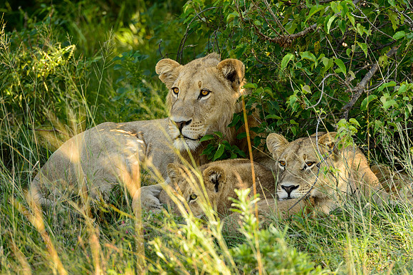 Lioness & Her Brood, AF-W-197