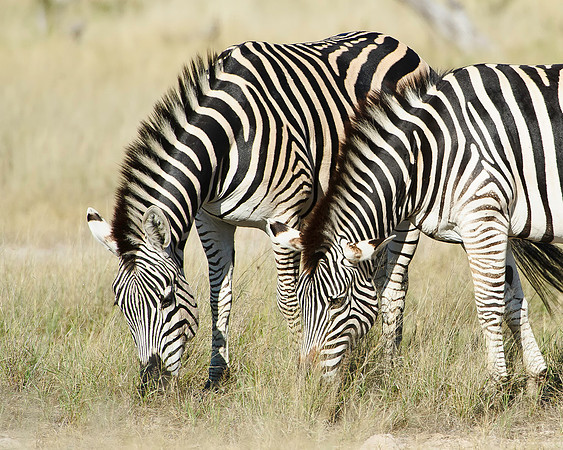 Burchell's Zebra Pair, AF-W-198