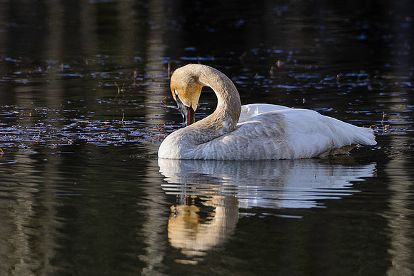 Trumpeter Swan, BD-AK-116