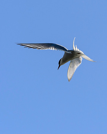 Arctic Tern, AK-B-102