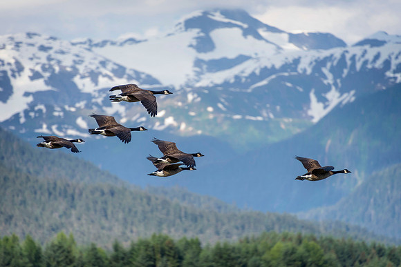 Canada Geese, AK-B-101