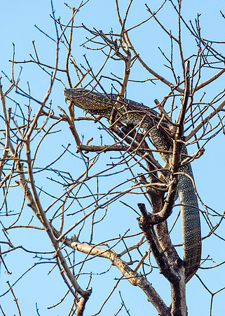 Monitor Lizard, AF-W-184