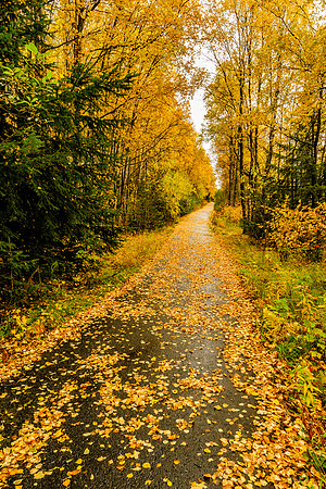 Autumn Stroll, AK-L-157