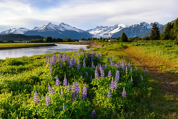 Mendenhall Wetlands, AK-L-102