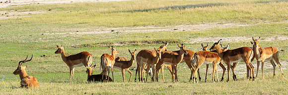 Impala & Harem, AF-W-172